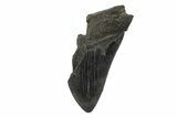 Partial, Fossil Megalodon Tooth - Serrated Blade #240141-1